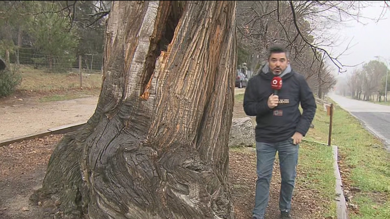 San Lorenzo de El Escorial protege su castaño centenario del peligro de los abrazos de los vecinos