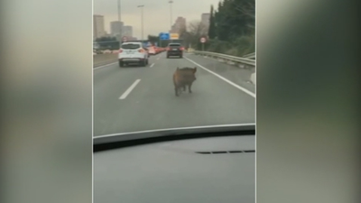 Esto es lo que no debes hacer si te topas con un jabalí