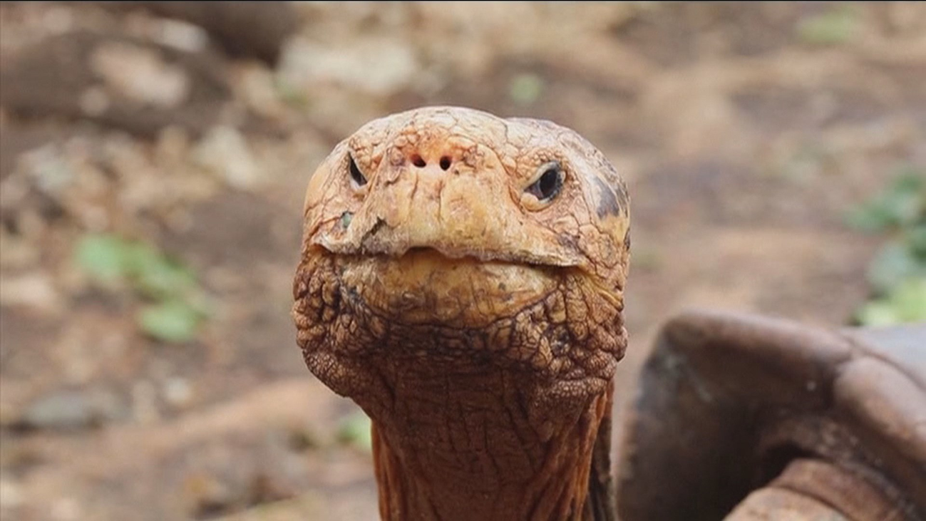 Diego, la tortuga que ha salvado a su especie de la extinción