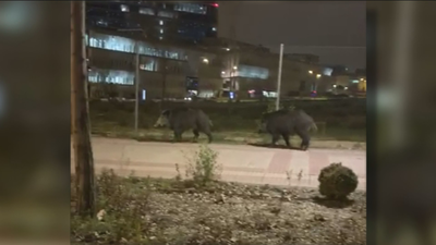 Una pareja de jabalíes pasea por el centro de Las Tablas