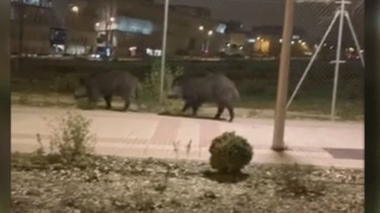 Madrid capital tiene un problema con los jabalíes que bajan de la sierra
