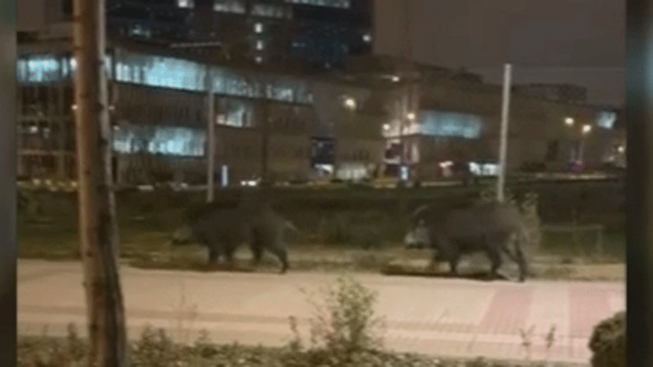 Jabalíes paseando por el barrio de Las Tablas