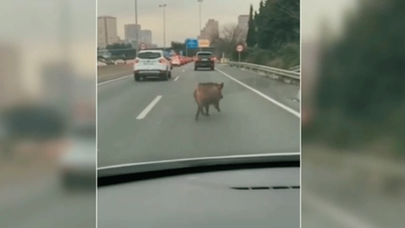 Ecologistas en Acción urge a capturar con dardos a los jabalíes que han invadido el anillo de la M-30