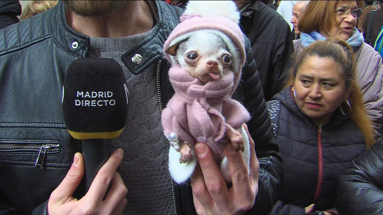 Mulete, el perro más pequeño de España