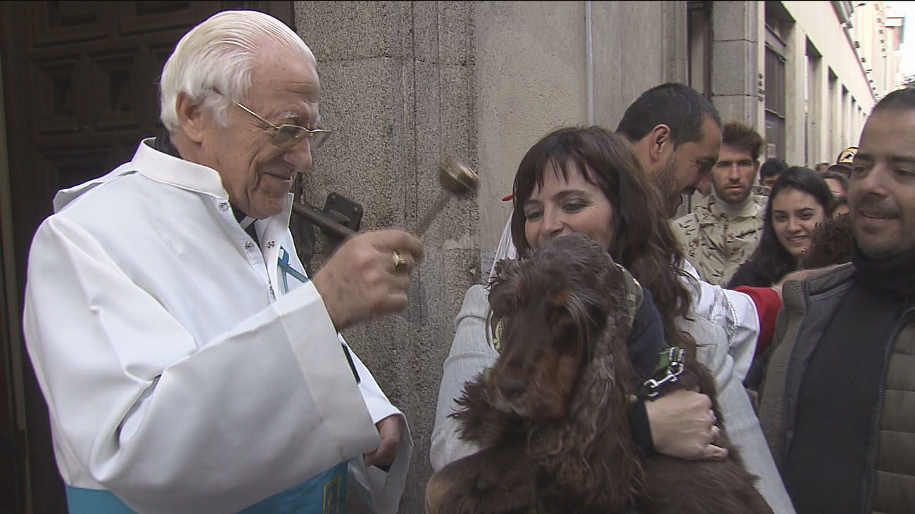 Las mascotas madrileñas se ponen guapas para la bendición de San Antón