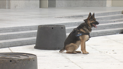 Homenaje a los perros policía por las fiestas de San Antón