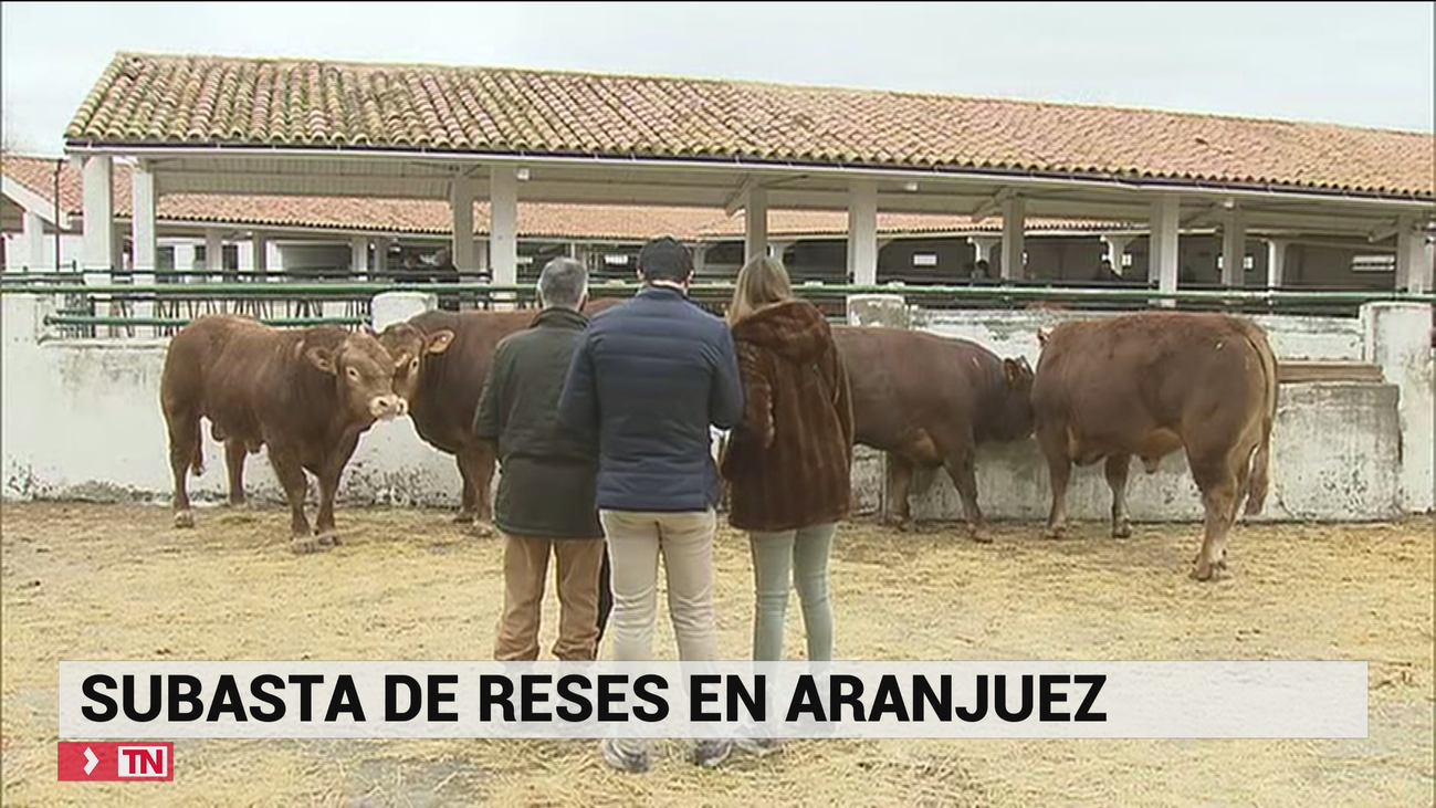 Subasta ganadera de reses madrileñas en Aranjuez