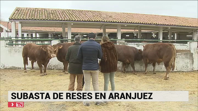 Subasta ganadera de reses madrileñas en Aranjuez