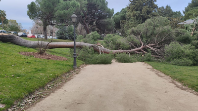La Aemet mantiene hasta este martes el aviso por fuerte viento en Madrid