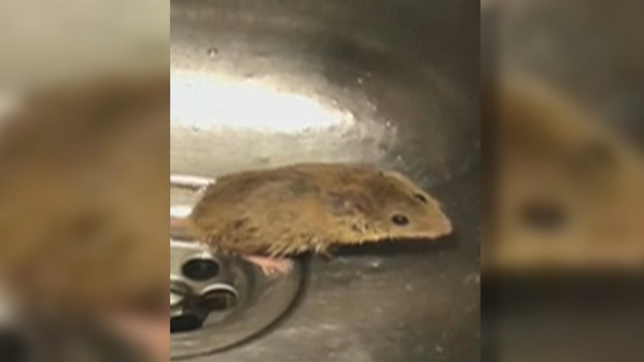 Ratas en el parque de bomberos de Alcobendas