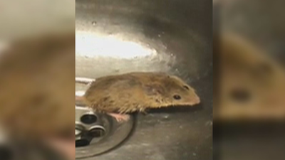 Ratas en el parque de bomberos de Alcobendas