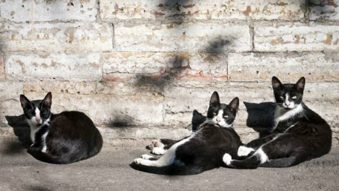 Gatos callejeros (Foto: Asociación Manzacats)