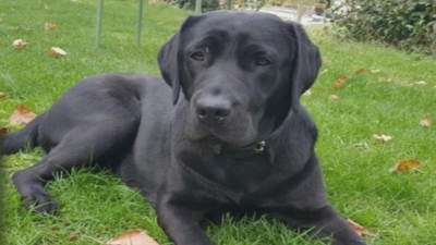 Buscan a una perra robada a punta de pistola en Aranjuez