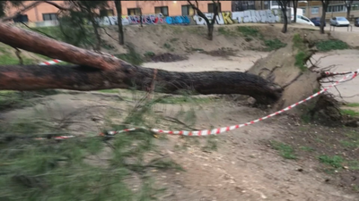 El viento arranca de raíz un enorme árbol en un parque cercano a Madrid Río