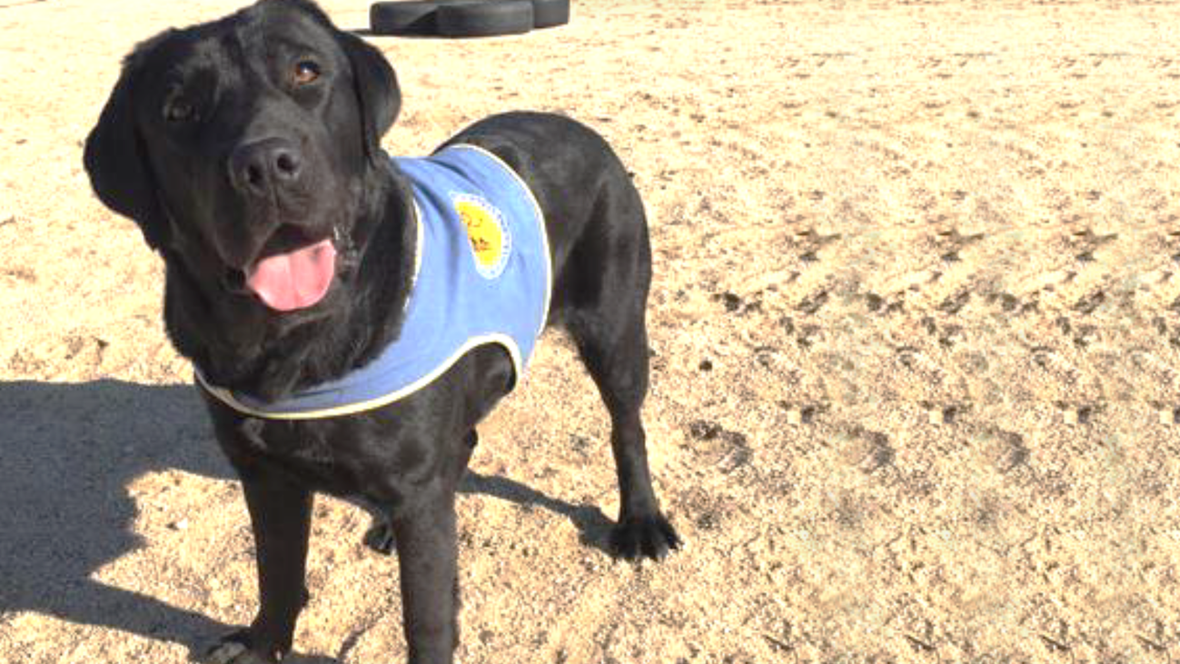 Las redes sociales se vuelcan para encontrar a la perra robada en Aranjuez