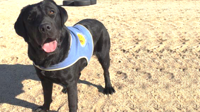 Las redes sociales se vuelcan para encontrar a la perra robada en Aranjuez