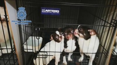 El día después de los perros chihuahuas rescatados de un criadero ilegal en Arganda