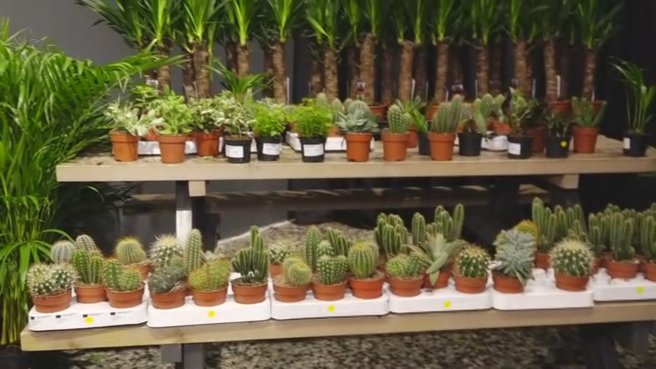 Plantas desde 2 euros en Chueca
