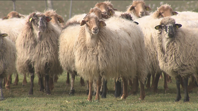 El IMIDRA trabaja para salvar tres especies autóctonas de la Comunidad de Madrid