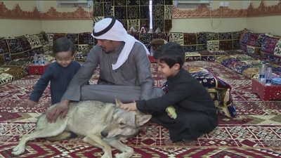 La familia saudí que vive rodeada de lobos