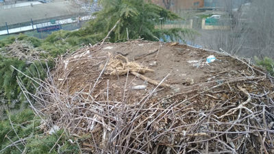 Velilla retira un nido de cigüeñas y otro de cotorras argentinas por riesgo de caída