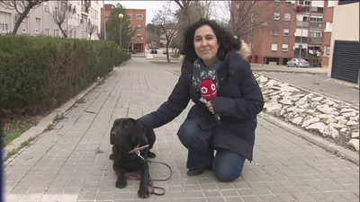 El pago de una deuda podría estar detrás del robo falso de la perra Pocahontas