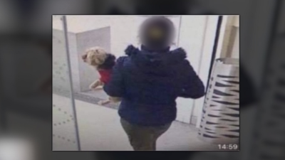 ¿Por qué están robando tantos perros en Madrid?