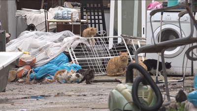 Denuncian un vertedero ilegal en Montecarmelo