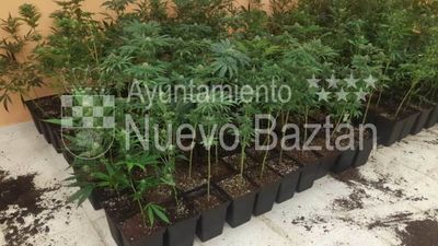 Desmantelan en un chalet de Nuevo Baztán un punto de distribución de marihuana