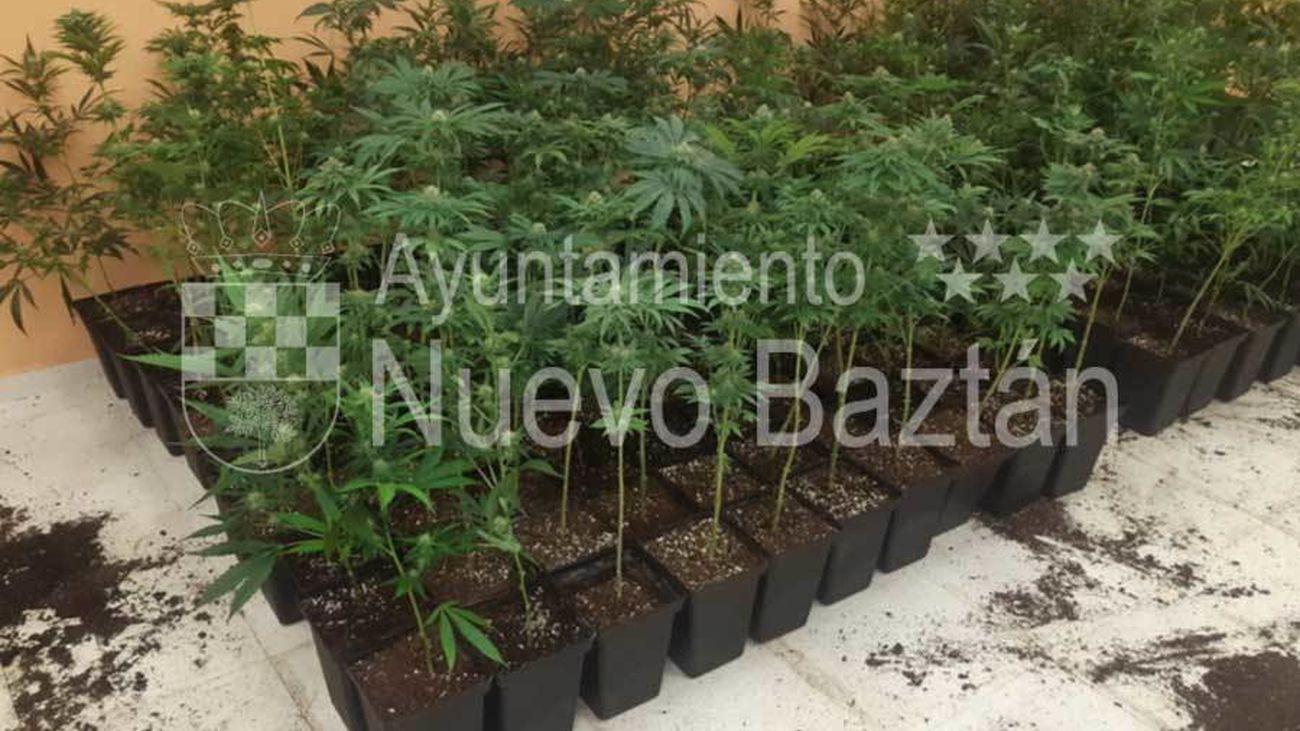 Plantas de marihuana intervenidas en un chalet de Nuevo Baztán