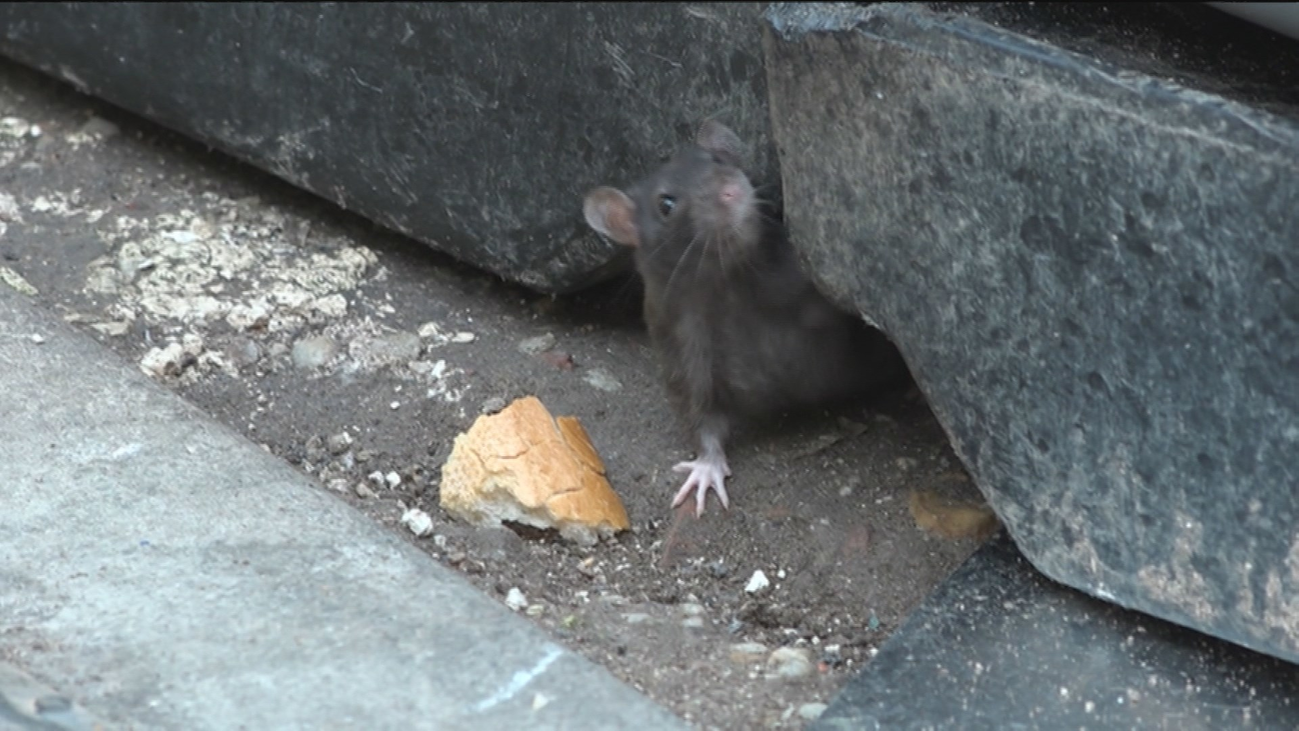 Los vecinos de calle Mudela, en Entrevías, denuncian que hay ratas y malos olores