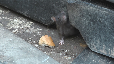 Los vecinos de calle Mudela, en Entrevías, denuncian que hay ratas y malos olores