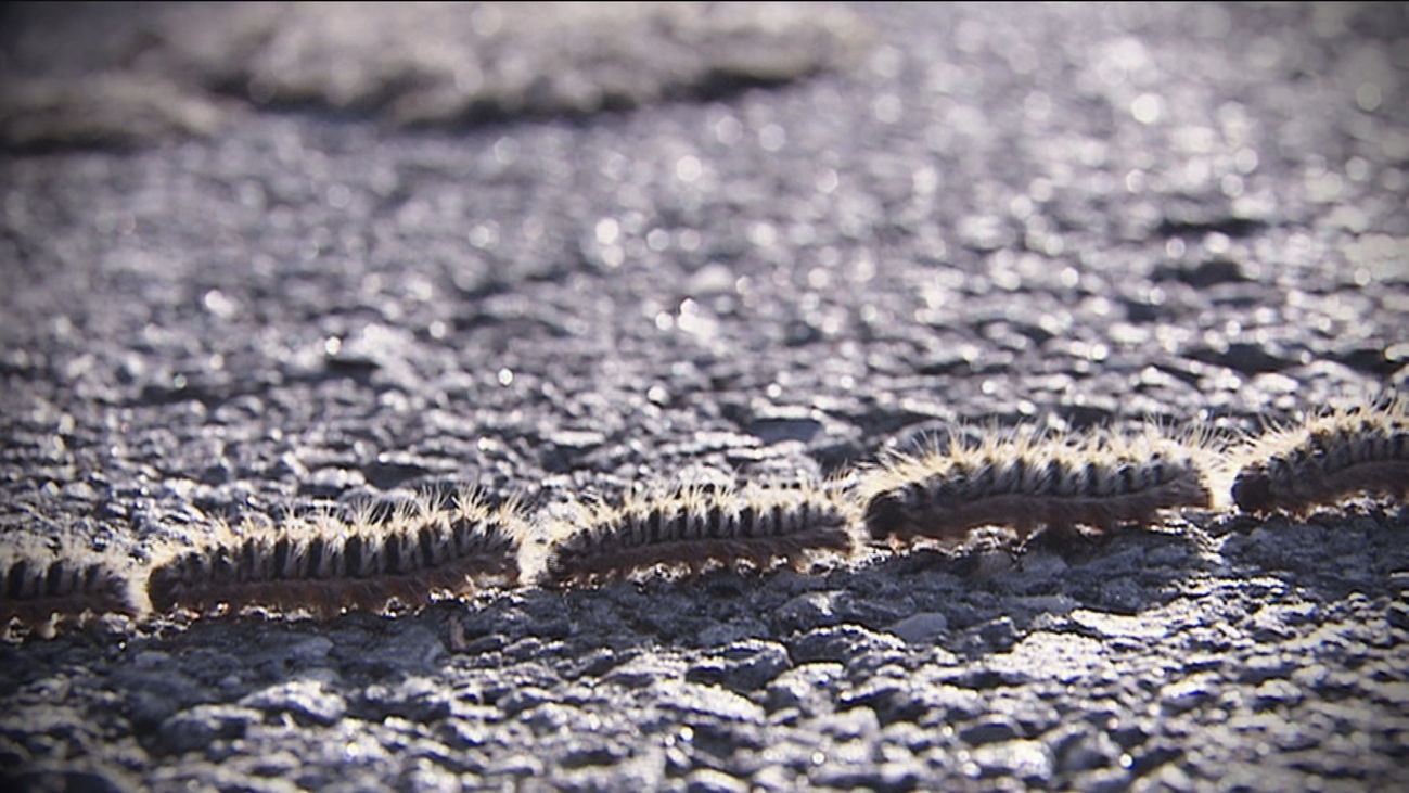 Nidos contra la procesionaria en Colmenar Viejo