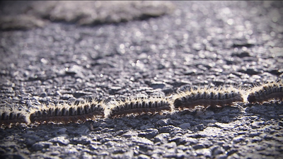 Nidos contra la procesionaria en Colmenar Viejo