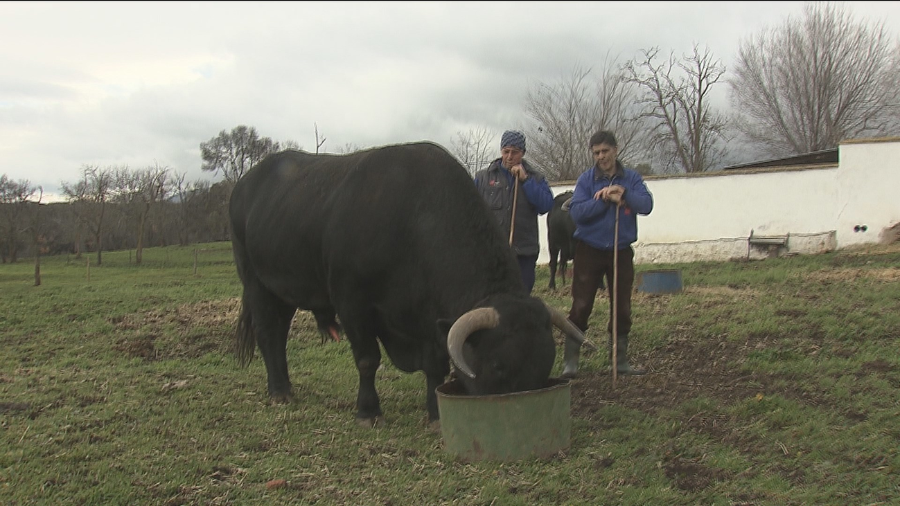 Buitrago de Lozoya, paraíso de las vacas avileña de raza negra