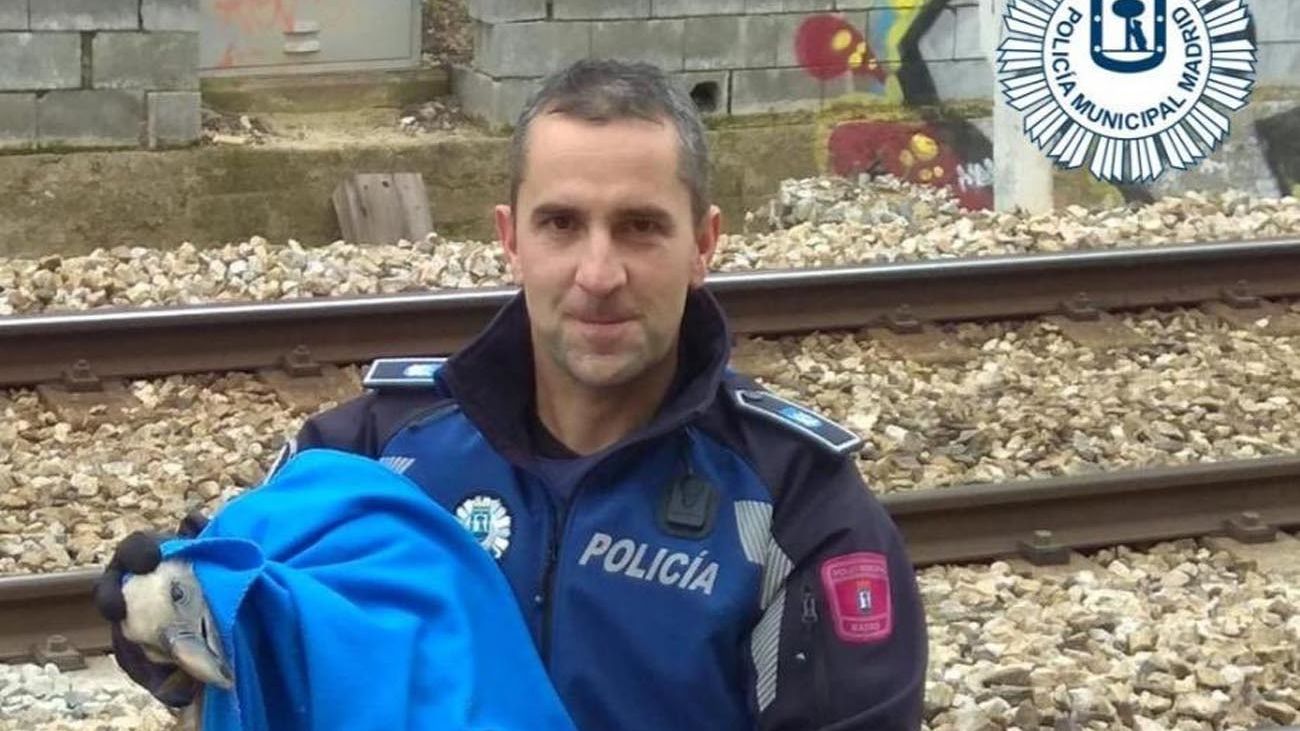 Rescatan un buitre herido en las vías del tren cerca de la M-607