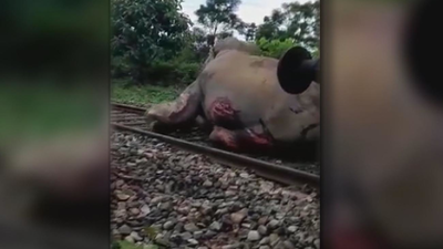 Detectores acústicos en India para frenar atropellos de elefantes en vías del tren