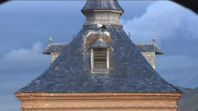Polémica por los comederos para cigüeñas en Alcalá de Henares