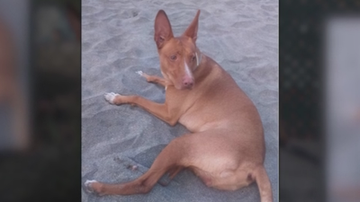 1.000 euros de recompensa a quien encuentre a Ares, desaparecido en Arroyomolinos