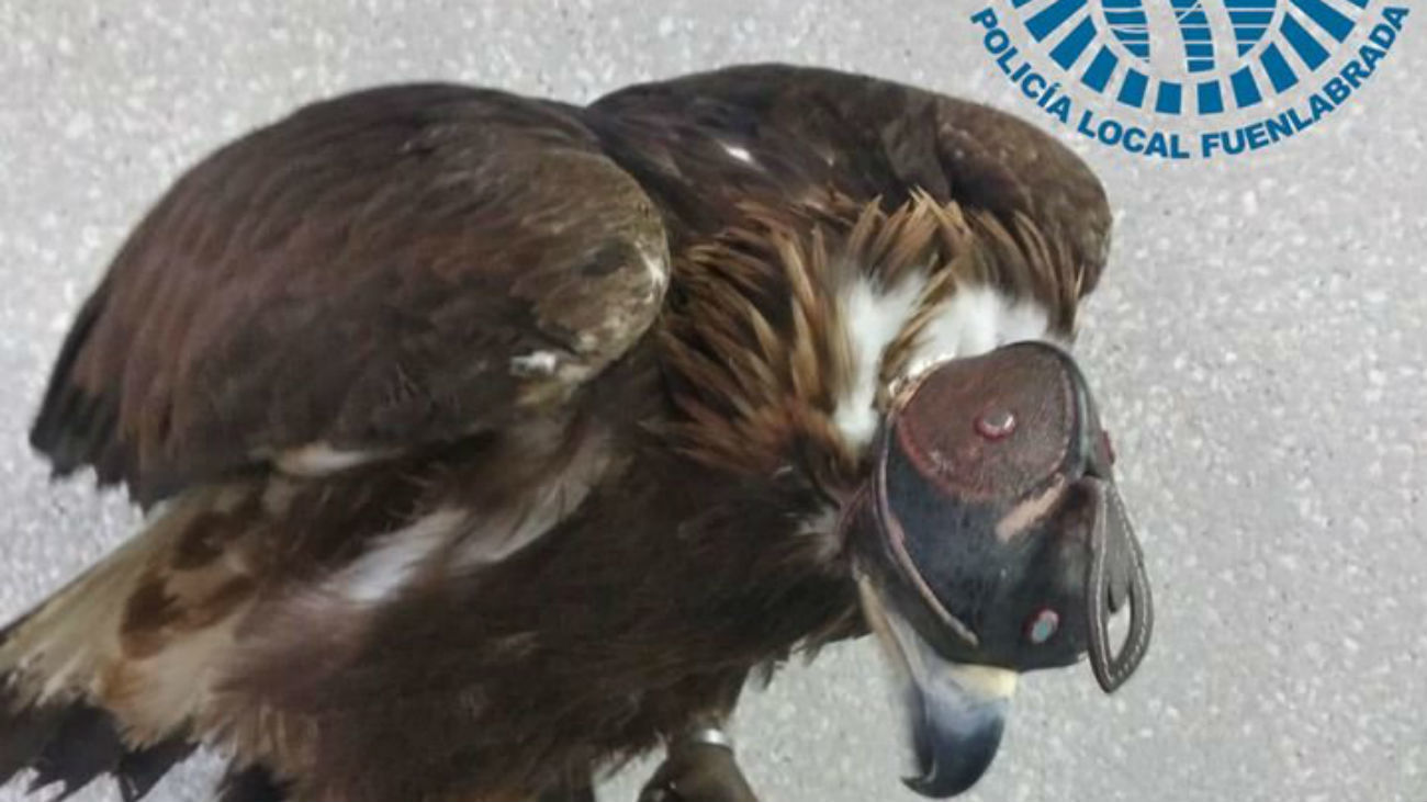 Detenido por practicar caza furtiva con un águila real en Fuenlabrada