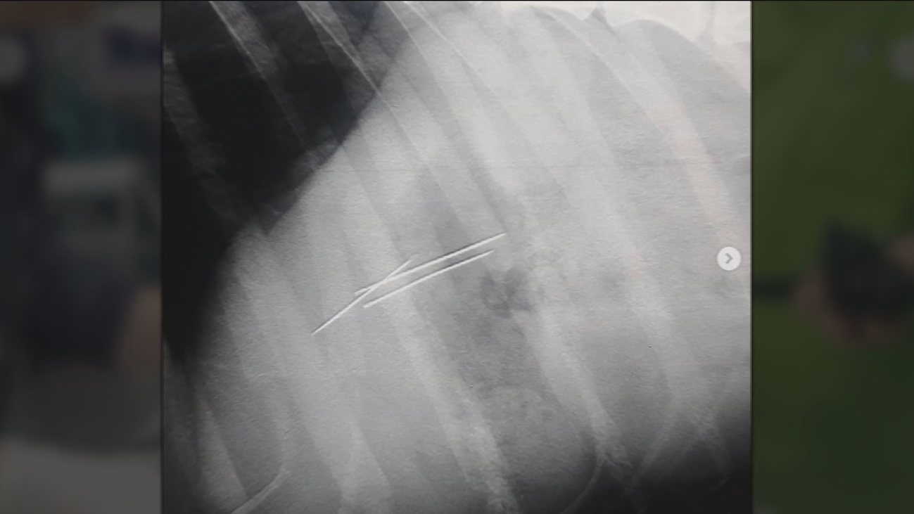 Una perra, a punto de morir tras ingerir agujas camufladas en una lata