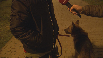 Heridas 7 menores en Leganés tras ser atacadas por dos perros