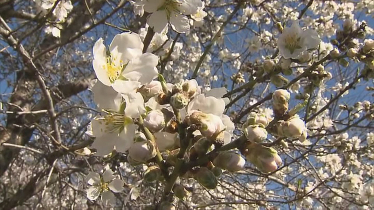 Adelanto primaveral en el litoral mediterráneo