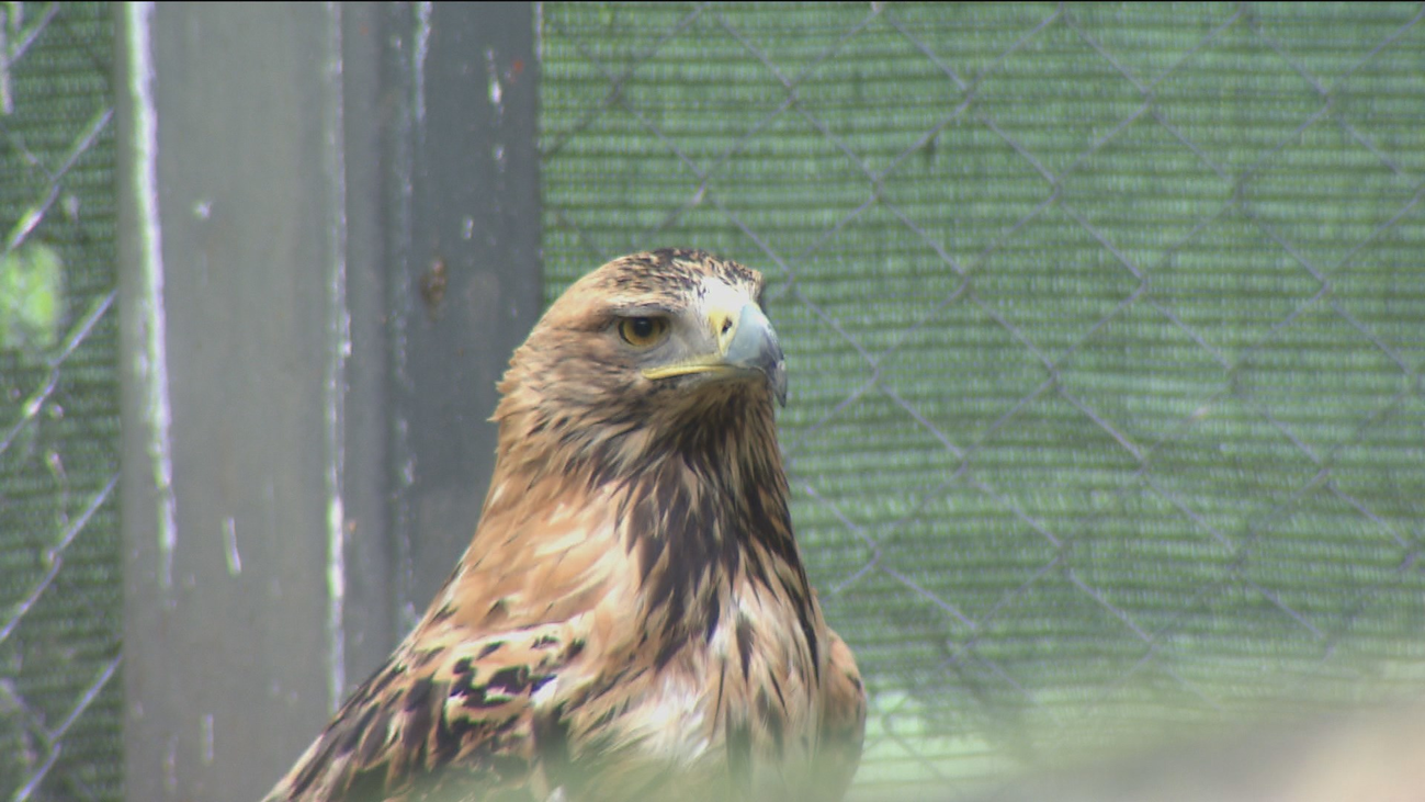 El águila imperial remonta el vuelo en Madrid con 73 parejas