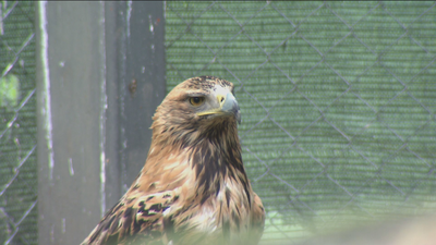 El águila imperial remonta el vuelo en Madrid con 73 parejas