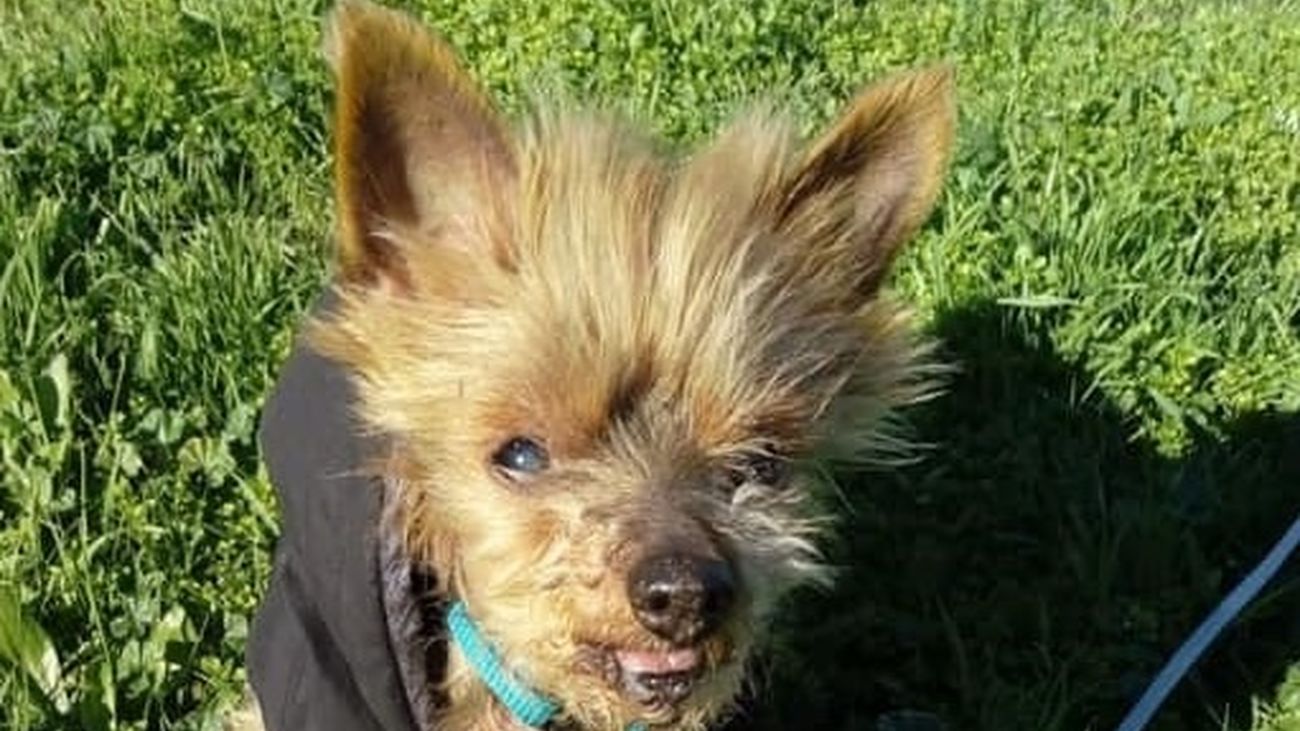 Mascotas con Nacho Sierra