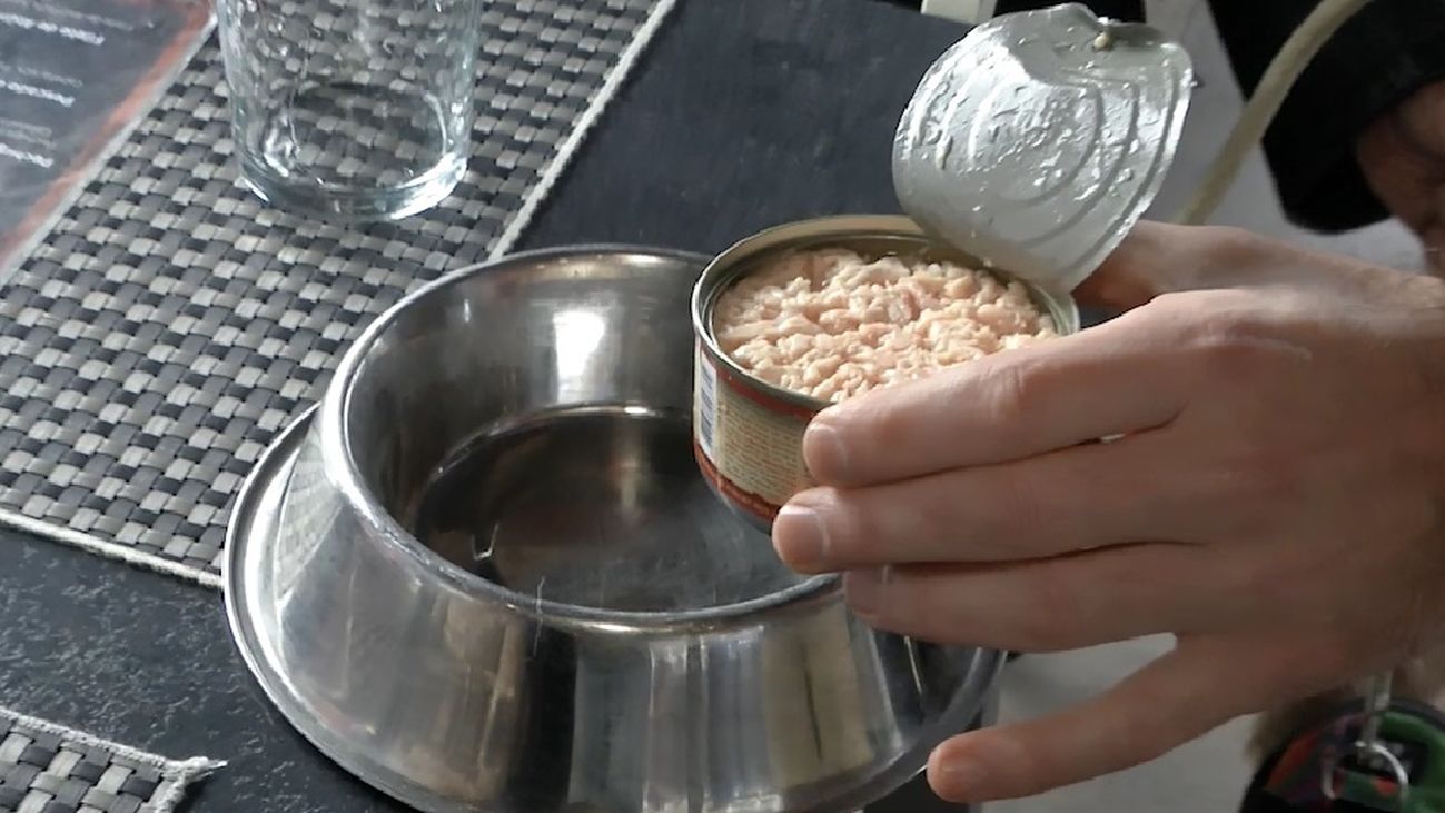 Donde como yo, come mi perro