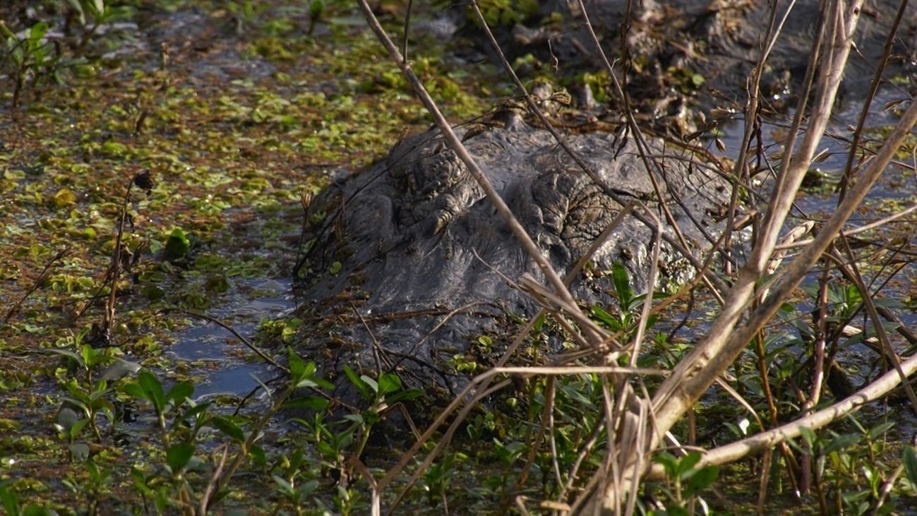 Luisiana, el Estado con más caimanes de Estados Unidos