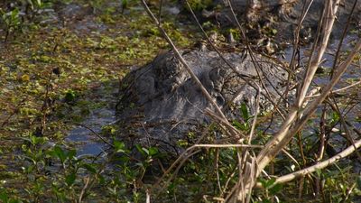 Luisiana, el Estado con más caimanes de Estados Unidos