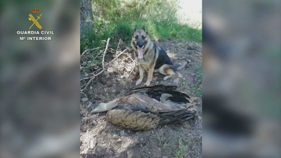 La Guardia Civil investiga a 28 personas por el uso ilegal de cebos envenenados